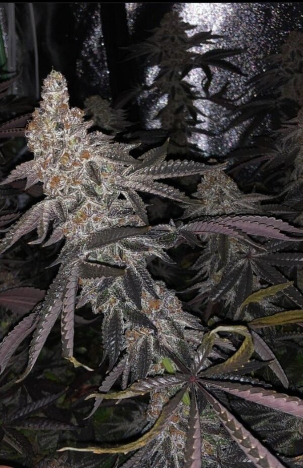 Peanut Butter Breath